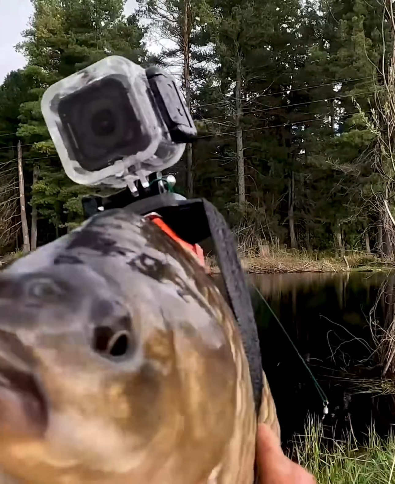 Карась блогер ч.1 #fishingbait #fishingplanet #riverfishing #fishing #pikefishing #рек #рыбалканаспиннинг 