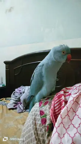 #funnyvideos #viralvideo #birdslove #viralvideos #foryourpage 