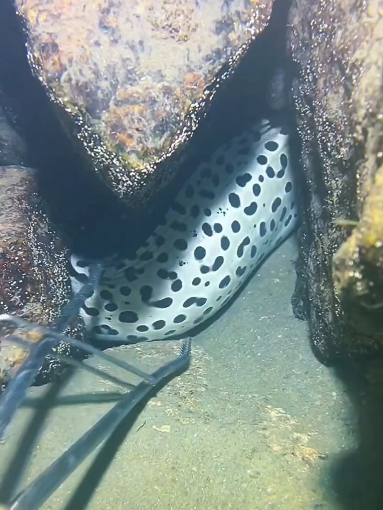 #diving #crab #catchthesea #seaside #seafood #fish #eel #lobster #seangsolofishing 