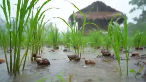 The sky is raining heavily on the fields. And there are many snails. #ខ្ទមស្រែ #ខ្យង #ស្រុកស្រែ😘 #វាលស្រែ #មេឃភ្លៀង 