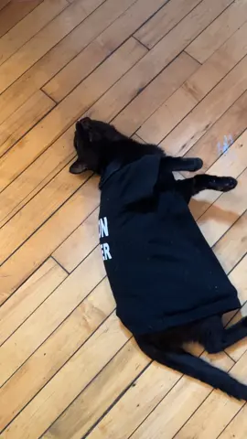 Morpheus #fashionblogger #cat #catsoftiktok #fyp @Vogue #vogue 