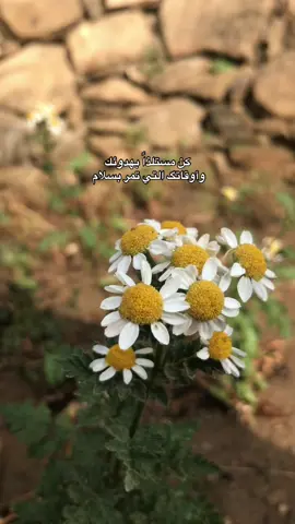 كن مستلذاً بهدوئك  ‏وأوقاتگ ، التي تمر بسلام 🤎.#خواطر_من_القلب #خواطر_لها_معنى #خواطر077 #عبارات_جميلة🦋💙 #الماضي_الجميل #الماضي_الجميل_لايعود_أبدا #fyp #fyp #درر #اقتباسات #الطبيعة 