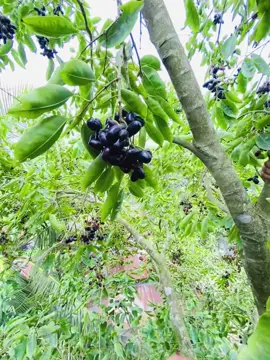 কি করবো খেতে আর পারি না #😫😫😫😫 #😎😎😎 