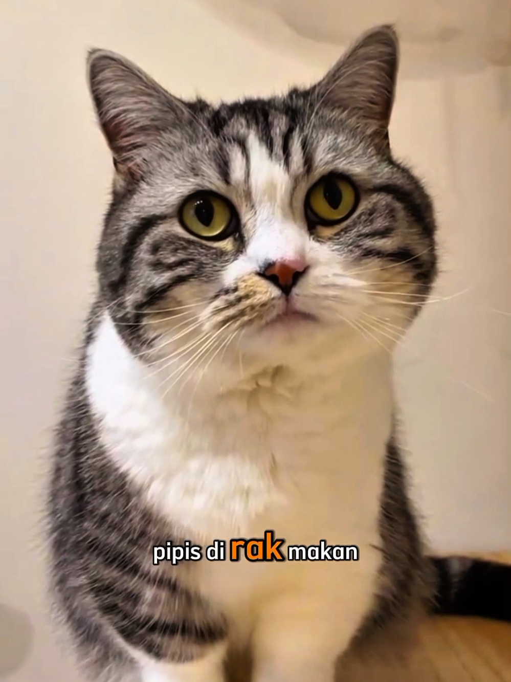 mami sunat loh kamu kalo suka pipis sembarangan lagi😤 #kucing #kucinggemoy #kucinglucu #kucingnyimut #kucingtiktok #anabulkesayangan #anabul 