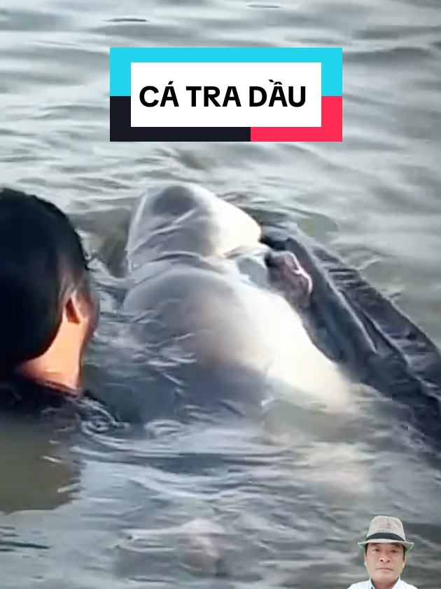 Cá tra dầu  #cátra #catradau #catraco #xuhuong2025 #xuhuong #xuhuongtiktok #thiênkimshop #nguyễnđợi #đợiNguyễn78 #cuồngcongái 