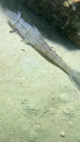 #sea #shrimp #shrimptok #shrimps #fyp #oceano #fyppppppppppppppppppppppp #fypthis #blowthisup #diving #seadiving 