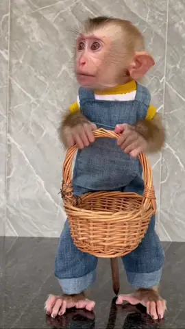 . . . . .............#monkey #videomonkey #viral #reels #reelsfb #instagood #monkey #trendingreels #Love #reelsvideo