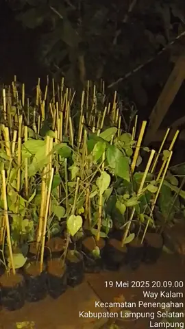 produksi tiap hari bibit cabe jamu nya lurr.  yok di list, siap hantar ke lokasi harga Rp 5000/polibag. #tik #tiktokviral #tiktoknews  #lampung #lampungselatan #sidomulyo #kalianda_lampung_selatan #lampungtimur #fyppppppppppppppppppppppp #fypシ゚ 