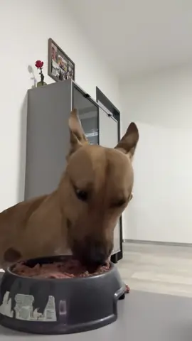 See if your dog reacts like this 🤣#funny #funnyanimals #dog #dogsoftiktok #reaction #fyp #lol #🤣🤣🤣 