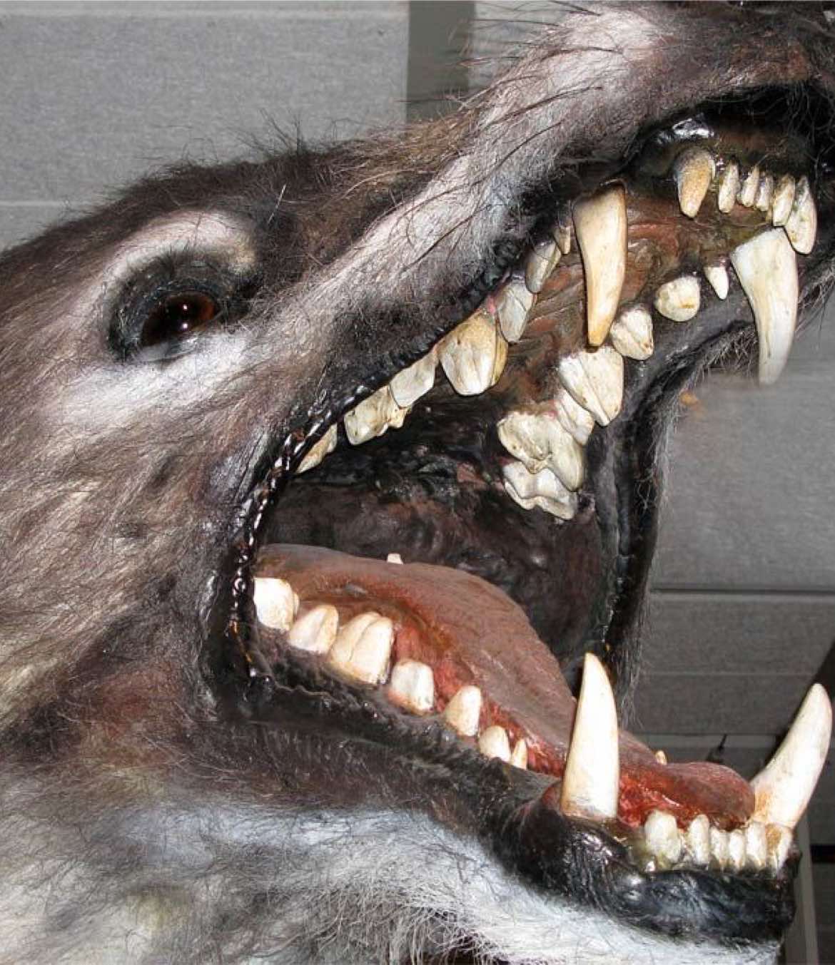 hallowed beast that loves you  #oldweb