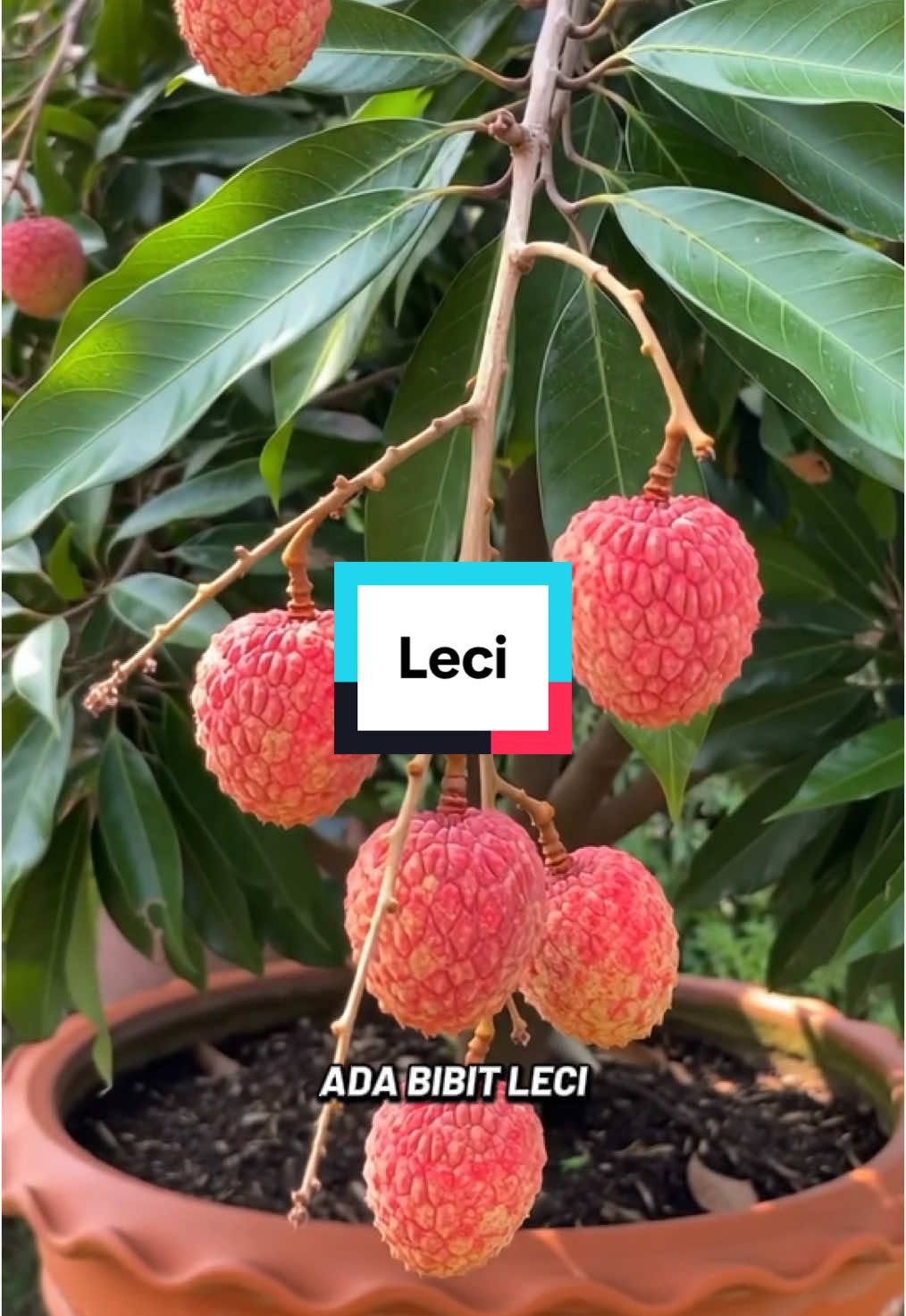 bibit leci merah cangkok#leci #lecimerah #bibitleci #buahleci #fypage 