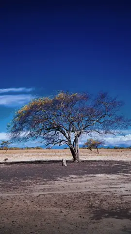 #viral #lflflfl #fyp #liriklagu #laguminang #katakata 