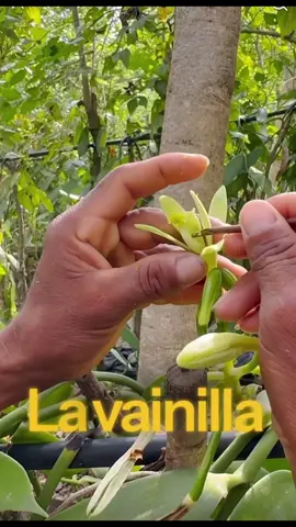 Vanilla is native to Mesoamerica, particularly in modern-day Mexico, along the Mexican Gulf Coast. The Totonac people were the first to cultivate it in the region. While Mexico is the birthplace of vanilla, #vanilla #didyiuknow #fyp #mesoamerica #mexica #mexico