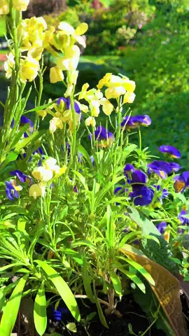Blooming 💐#fyp #foryou #canada #vancouverisland #beautifuldestinations #beautifulbc #victoria #garden #blooming 