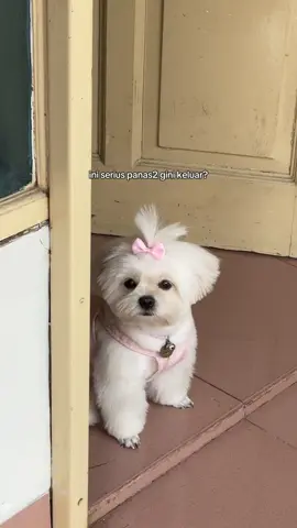 ketika anak ac dihadapkan dengan cuaca Jakarta, ragu buat keluar rumah🤣 #shiro #shiroyo #cutedog #shihtzu #maltese #anjinglucu #fyp #foryou 