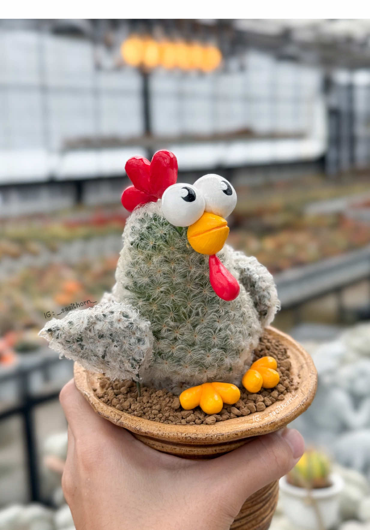 Chicken Cactus 🌵🐓 #hayday 🌾👩🏻‍🌾 #cactusgarden #กระบองเพชร #cactus #gymnocalycium #แคคตัส #แคตตัส #สวนกระบองเพชร #ยิมโน #cacti #kaktus #ยิมโนด่าง #กระบองเพชร🌵 #สวนแคคตัส #ไม้หนาม #กระบองเพชร🌵🌵🌵 #สวน #kaktüs #선인장 #kaktus #カクタス #diycactus 
