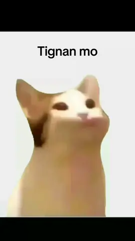 Bat dimo ko chinachat?😤 #cat #memes #relatable #chat #fyp #fyppppppppppppppppppppppp @Rashie 