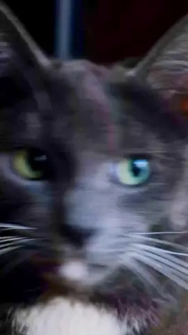 5 fakta unik kucing yang belom kamu tahu #viral #fyppppppppppppppppppppppp #fypage #cat #kucing #animals #fyp #faktamenarik #faktaunik #fypシ゚ 