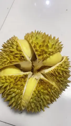 Múi vừa vàng vừa to ăn này mới đã #đồanvat #food #saurieng 