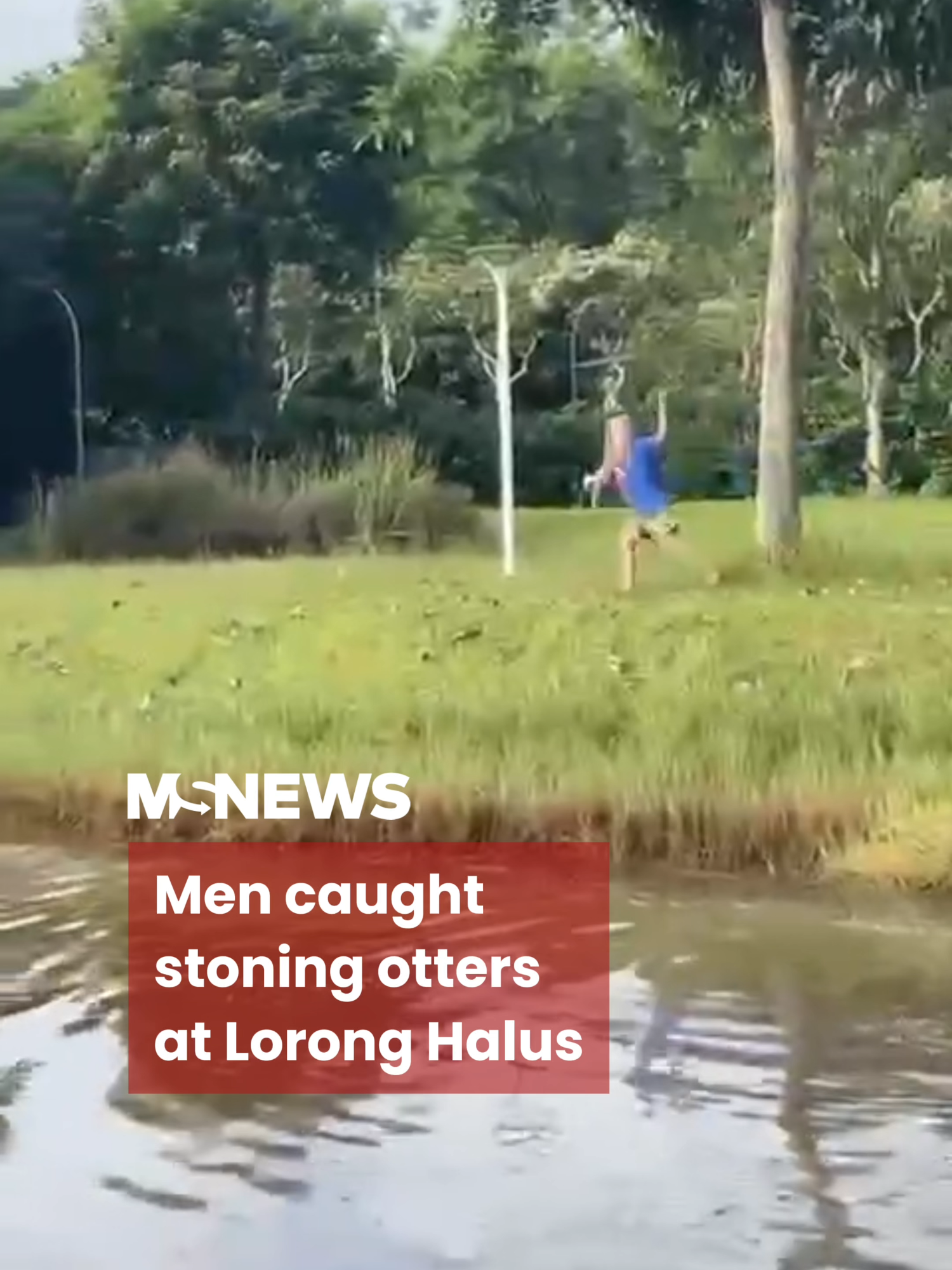 Offenders found guilty of animal cruelty under the Wildlife Act can face fines or imprisonment. #mustsharenews #tiktoksg #fypsg