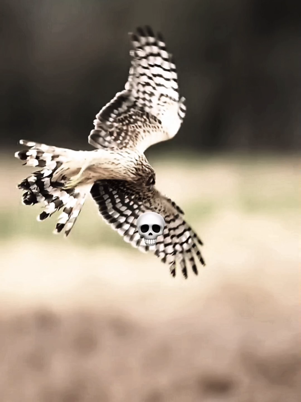 I am the real speed 😈 #falcon #peregrinefalcon #speed #fyp #foryoupage #tara #fyppppppppppppppppppppppp #prey #tiktok #tarantula 
