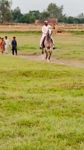 well Commander well 🐴🐴🐴🐴