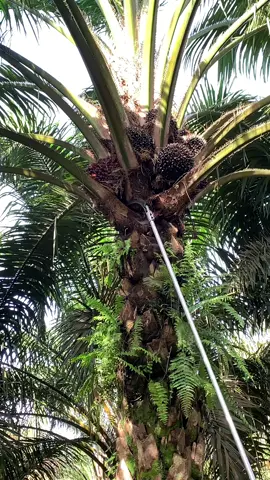 jagan sampai tidak punya egrek setajam ini.EGREK SBL G222PRO#lewatberanda #page #foryou #fypシ゚viral #fypage #fy #fyppppppppppppppppppppppp #panensawit #semuaorang 