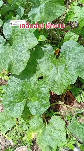 ตอบกลับ @nunn6395    #เทพผงดำ #ผงดำเทพสถิตย์ #ยาคาร่า #ยาคาร่าวัคซีนพืช3in1 #ปลูกผักกินเอง #ปลูกผักสวนครัวกินเอง #โรคพืช #เกษตร #รีวิวเกษตรพี่นันท์ 