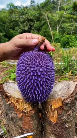 Durian Paling Langka Ditemukan! Warna Kulitnya Bikin Kaget! 📽️ Source: @borneo_forester #reels #trending #viralvideo #faktamenarik #durianlangka #durianungu #borneoforester #faktaviral #unikbanget #durian #langka 
