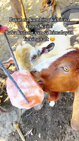 Bili na mga ka farmers #himalayan #himalayanblocksalt #mineralblocksalt #blocksalt #lickingsalt 