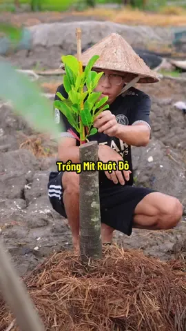 Trồng Cây Mít Ruột Đỏ Indo Gốc Siêu To #hienonha 