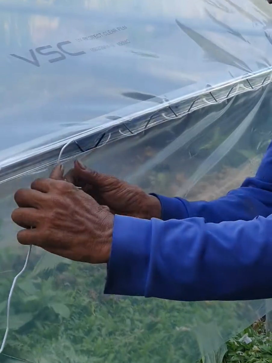 #พลาสติกคลุมโรงเรือน #พลาสติกคลุม  #พลาสติกคลุมโรงเรือน4×10หนา150uv7 #พลาสติกคลุมโรงเรือนยอดนิยม #พลาสติกคลุมโรงเรือนสูตรลดความร้อน #พลาสติกคลุมโรงเรือนเพาะปลูก #พลาสติกคลุมโรงเรือนvsc #พลาสติกคลุมโรงเรือนเชียงใหม่ #พลาสติกคลุมโรงเรือนvscเชียงใหม่ #พลาสติกคลุมโรงเรือนvsc #vsc #พลาสติกคลุมโรงเรือนvsc 