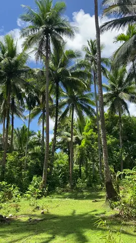 Bicol 🌴💚 #Bicol #camarinesnorte #forest #bukotreep🌴🌴🌴 