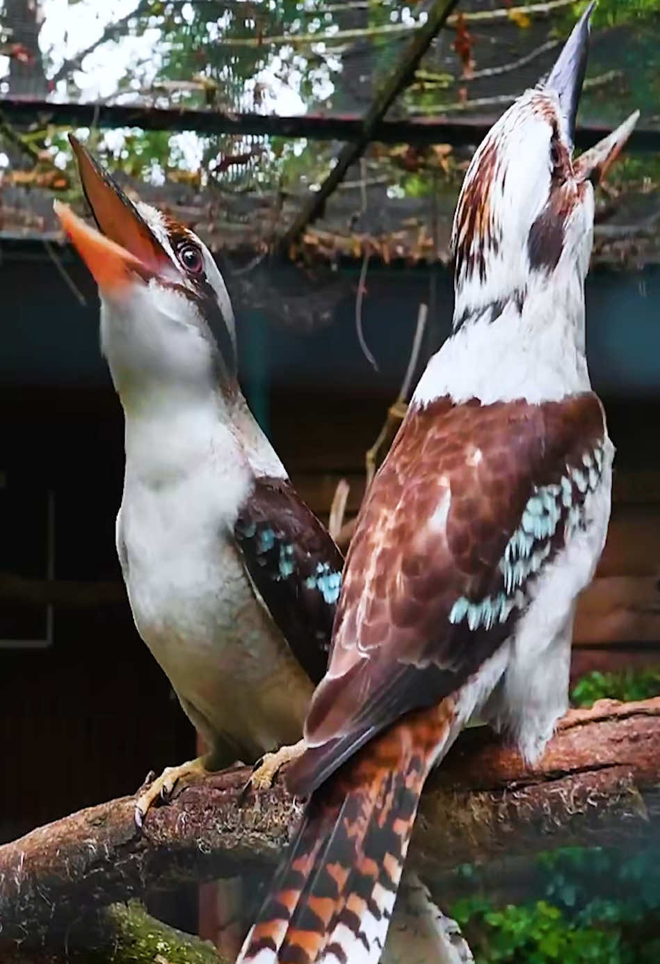 A concert from Mother Nature. #birds #nature #birdsounds #foryoupage 