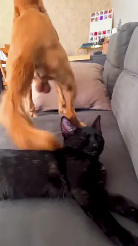 Reasons why cats hate dogs🤣#funnycats #funnyanimals #petvideos #cat #catsoftiktok #fyp #usa #longervideos