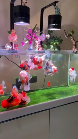 #aquaticlife #goldfish #ranchu #oranda #aquarium #fishtank 