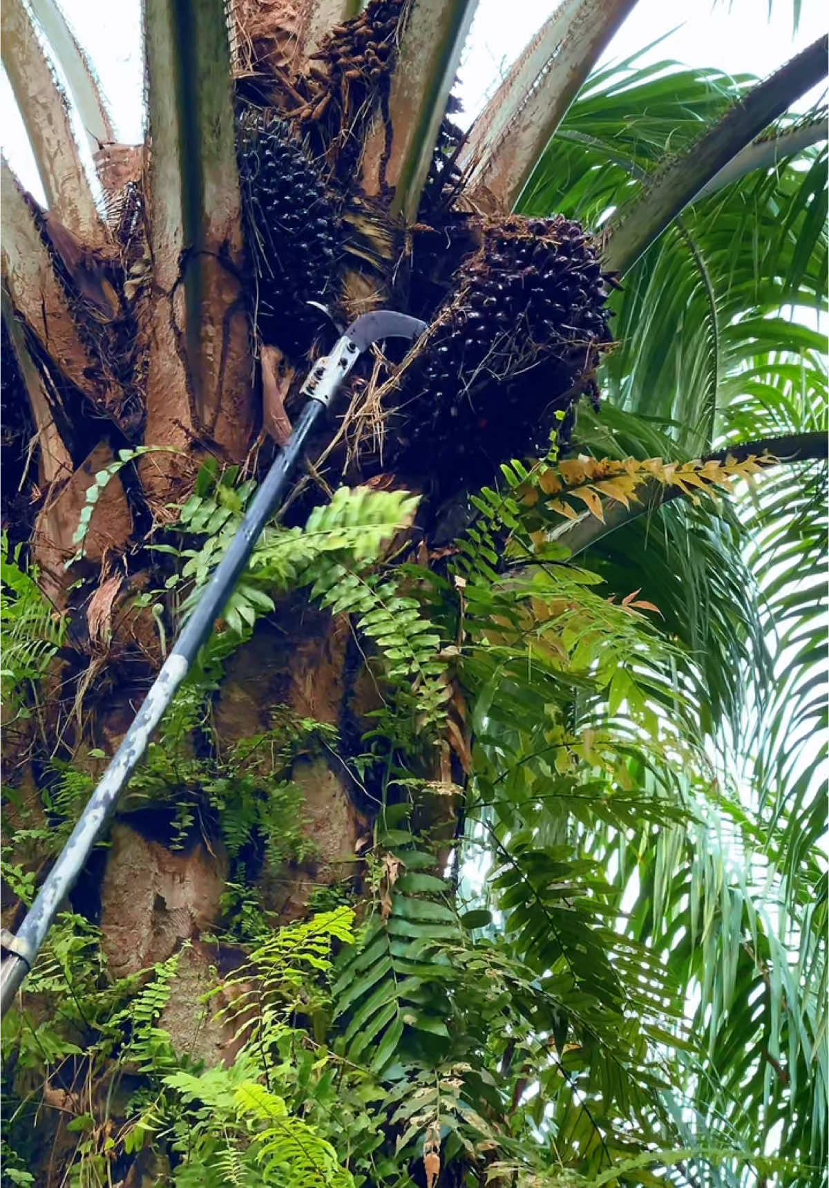 Egrek  SBL G222 PRO Memang matap #egrek #egrektajam #egrekviral #egrekmalaysia #egreksawit #egreksblg222pro #egreksbl #egreksblg222pro #egreksblmasterprolong 