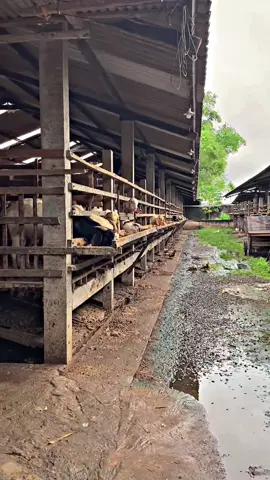 Ampas telo mendarat sesuai titik lokasi##nganjuk24jam #pakanalternatif #sohabatngaret #pertenakmuda #kambingqurbannganjuk #CapCut 
