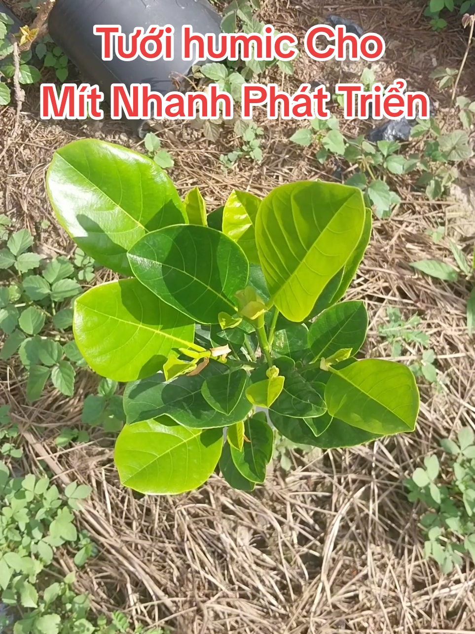 Tưới Humic Cho Mít Con Nhanh Phát Triển.#anhnongdan66 #mitruotdo #mit #xuhuong 