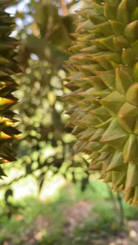 Mn để ý sâu sầu riêng nha 🌷❤️😘 #xuhuong #fyp #saurieng 