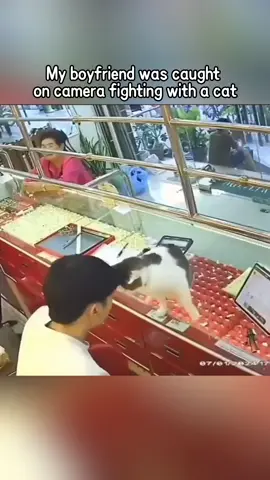 Cat under surveillance #cat #catsoftiktok #funnyvideo #fyp #pet 