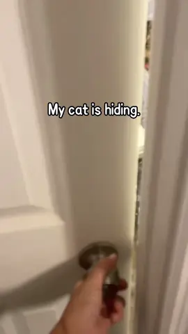 My cat is hiding #cat #catsoftiktok #funnyvideo #pet #funnycat #fyp 