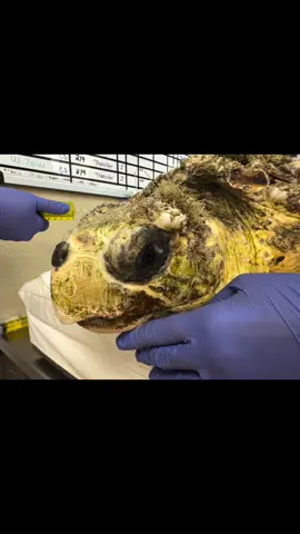 “Scooby” spa day!  Scooby, a debilitated juvenile loggerhead sea turtle had barnacles removed from h#motivationmonday #awesomesauce #hopeforanimals #tutle #seaturtle