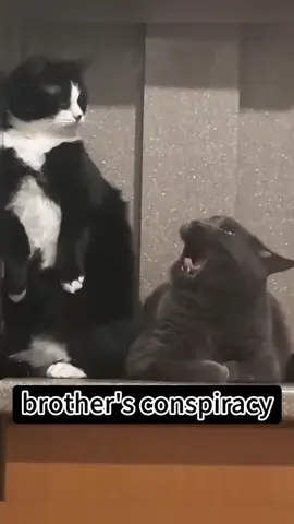 Cat’s reaction when caught doing something bad 🤣🤣#funnyvideos #cat #kitten #fyp #pet #funnycat #catoftiktok #catlover #funny #catsoftiktok #kitty #tiktok #cute 