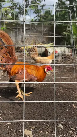 For sale🧡#fypシ #peternakmuda #ayamimport #sweater 