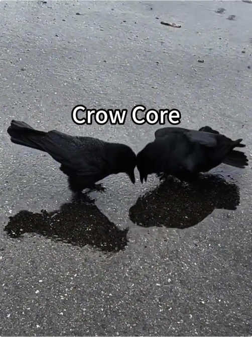 Crow core😘😘#crow #crows #crowsoftiktok #crowtok #bird #birds #birdsoftiktok #corvid #corvids #corvidsoftiktok#usa 