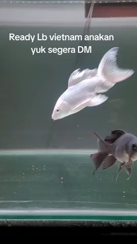 LB vietnam anakan yuk gas #koiplatinum #ikan koi viral #ikanvietnam #koiimport #koibutterfy 