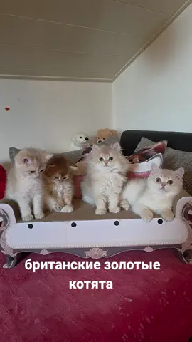 Свободные котята 🐈❤️❤️❤️#britishcats #longhaircat #kitty #бабуляЮля 