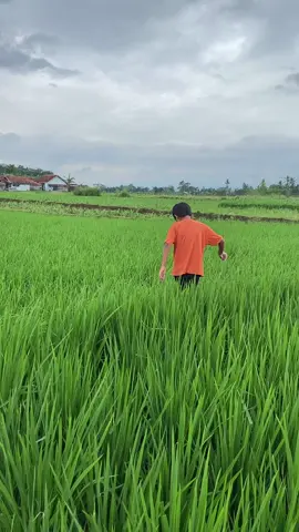 Menikmati alam pedesaan (menurut belut guys) ##alampedesaan##fyp##viral