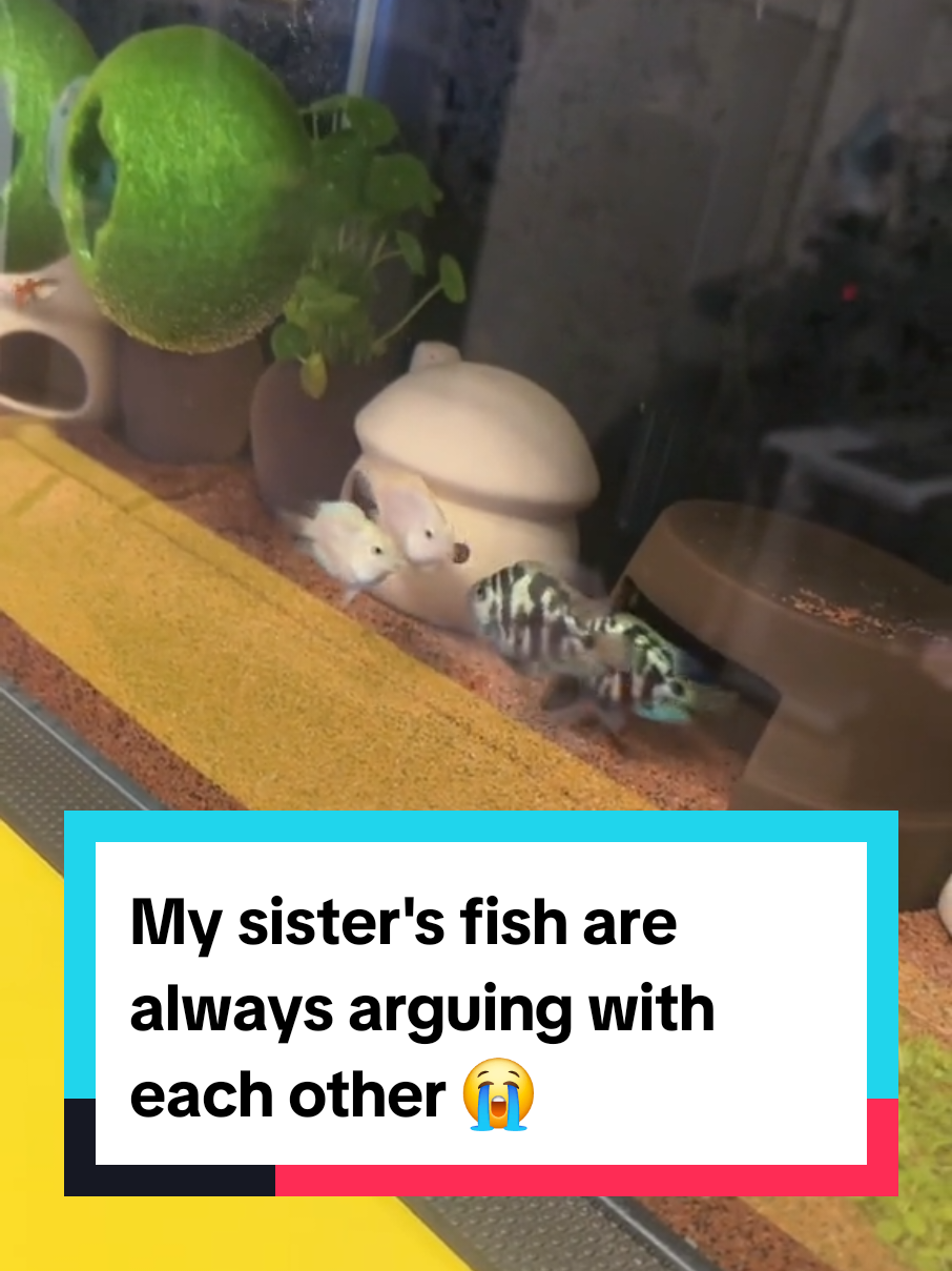 My sister's fish are always arguing with each other 😭 #fish